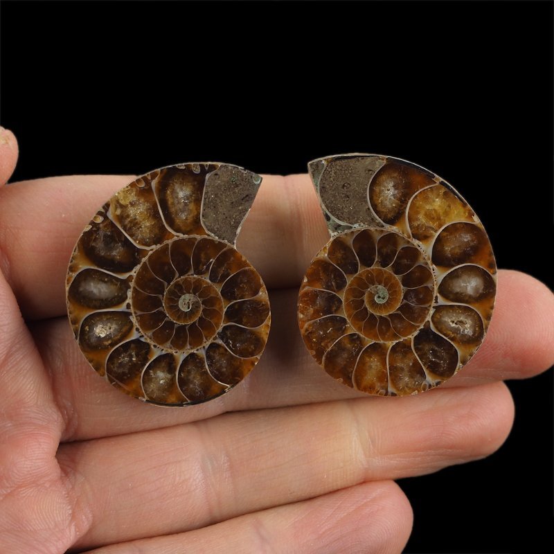 AMONIT - 38 mm - KREDA DOLNA - 110 mln lat - DWIE POŁÓWKI - MADAGASKAR