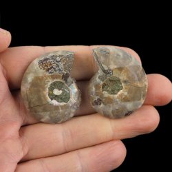 AMONIT - 38 mm - KREDA DOLNA - 110 mln lat - DWIE POŁÓWKI - MADAGASKAR