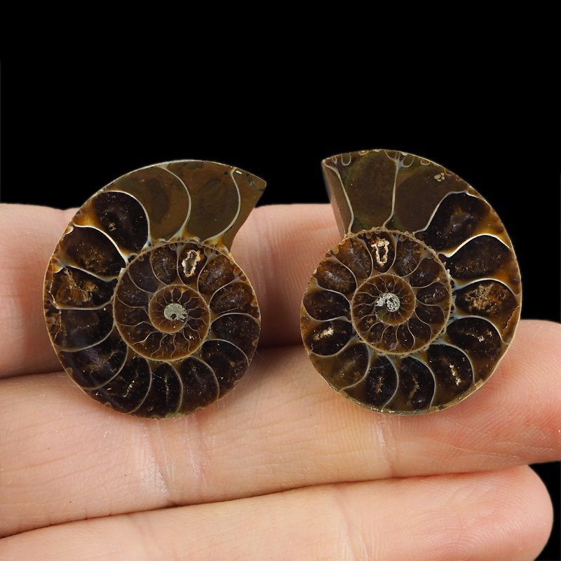 AMONIT - 32 mm - KREDA DOLNA - 110 mln lat - DWIE POŁÓWKI - MADAGASKAR