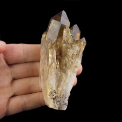 CYTRYN - 100 mm - KONGO