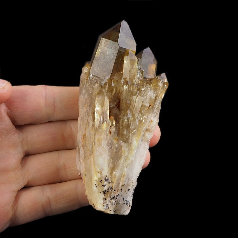 CYTRYN - 100 mm - KONGO