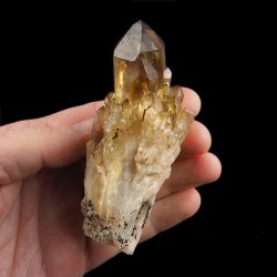 CYTRYN - 100 mm - KONGO