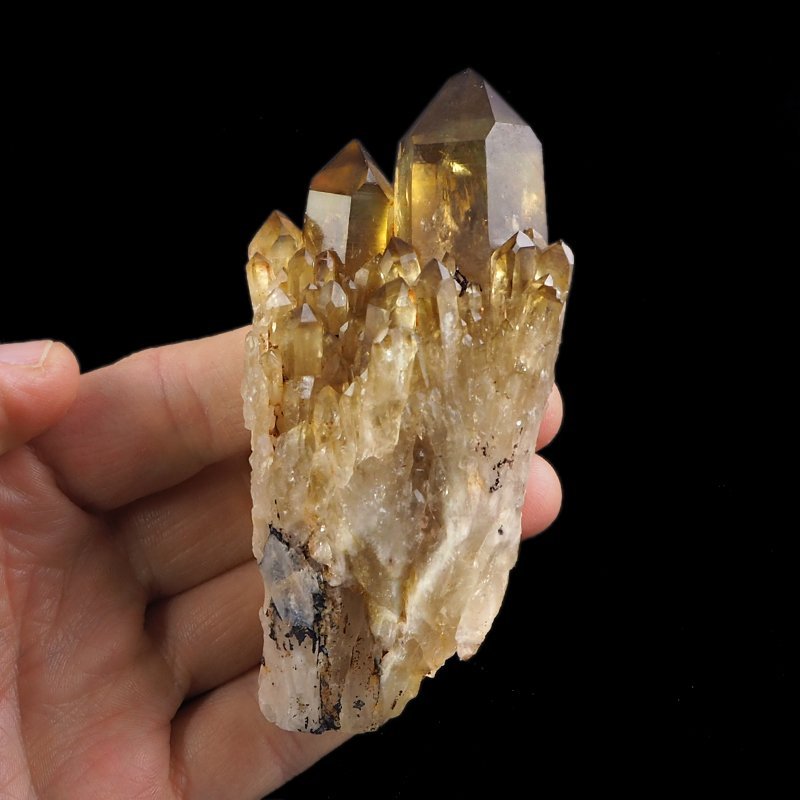 CYTRYN - 100 mm - KONGO