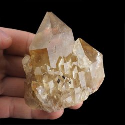 CYTRYN - 75 mm - KONGO