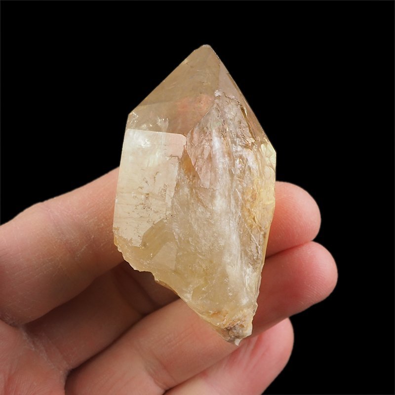 CYTRYN - 61 mm - KONGO