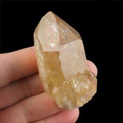 CYTRYN - 61 mm - KONGO