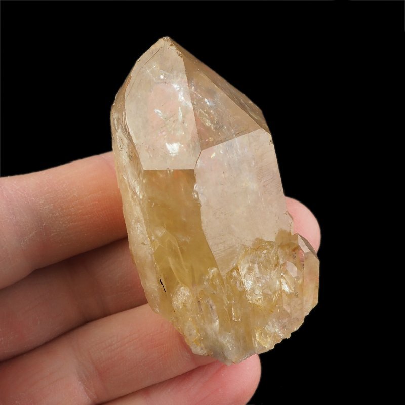 CYTRYN - 61 mm - KONGO