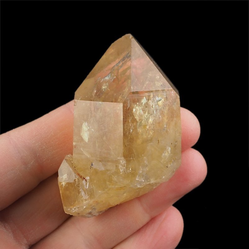 CYTRYN - 61 mm - KONGO