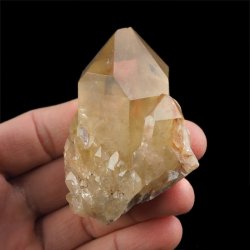 CYTRYN - 66 mm - KONGO