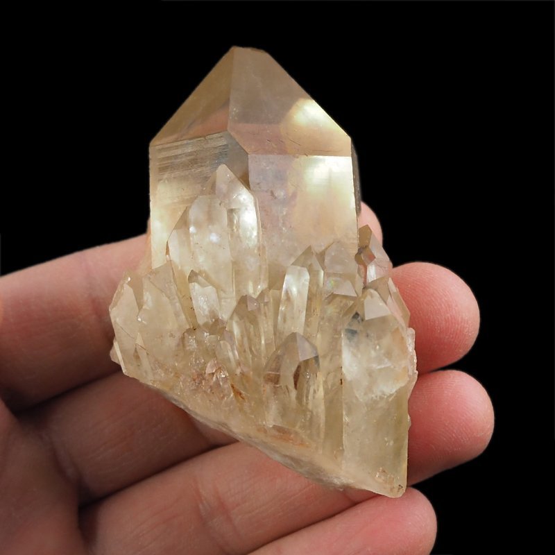 CYTRYN - 66 mm - KONGO