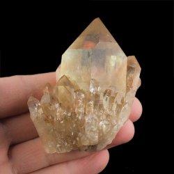 CYTRYN - 66 mm - KONGO