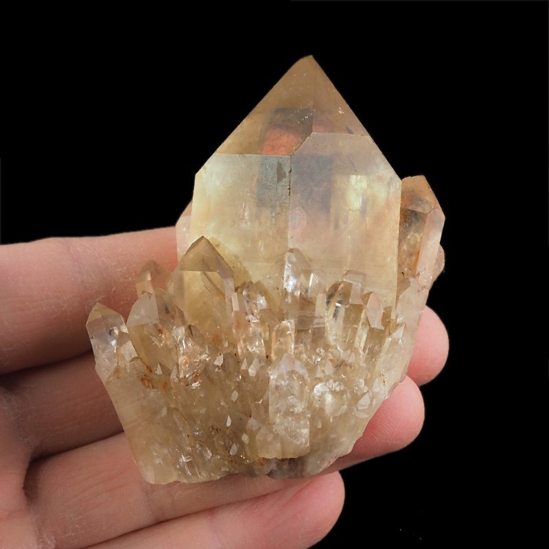 CYTRYN - 66 mm - KONGO