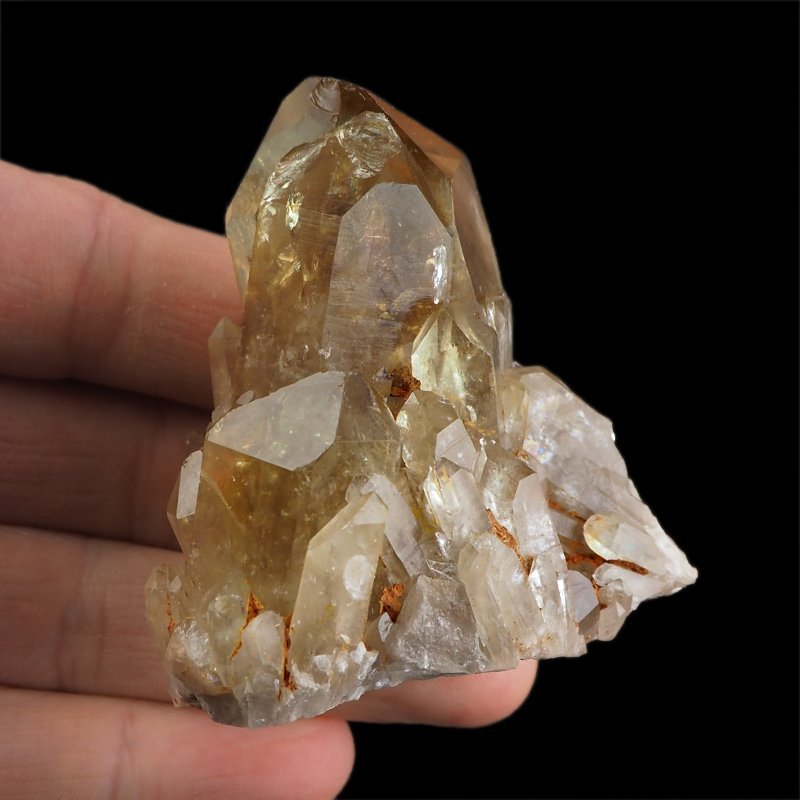 CYTRYN - 62 mm - KONGO