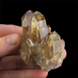 CYTRYN - 62 mm - KONGO