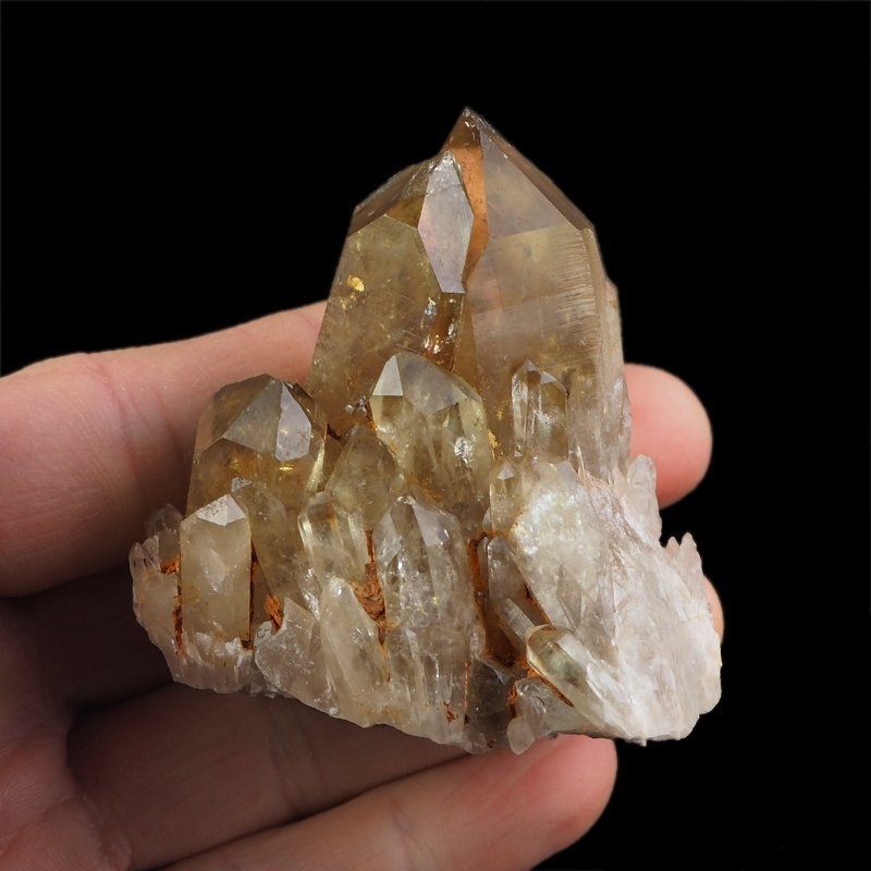 CYTRYN - 62 mm - KONGO