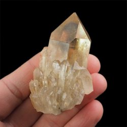 CYTRYN - 67 mm - KONGO