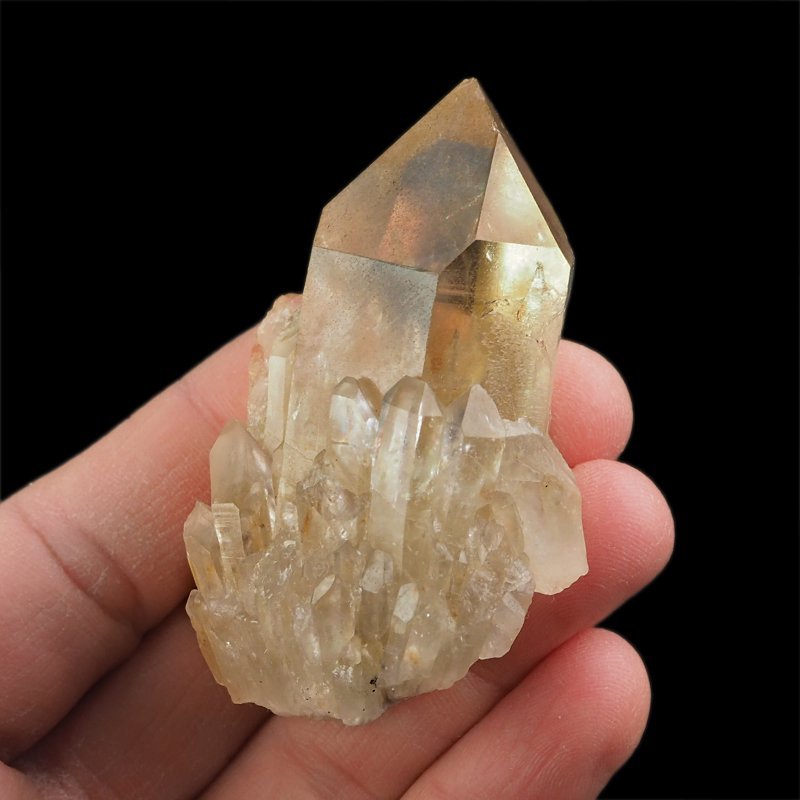 CYTRYN - 67 mm - KONGO