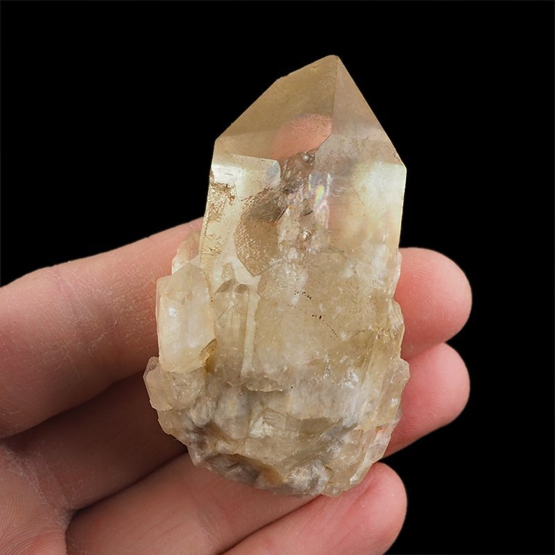 CYTRYN - 67 mm - KONGO