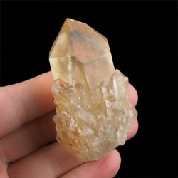 CYTRYN - 67 mm - KONGO