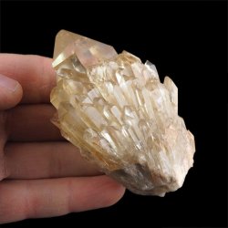 CYTRYN - 79 mm - KONGO