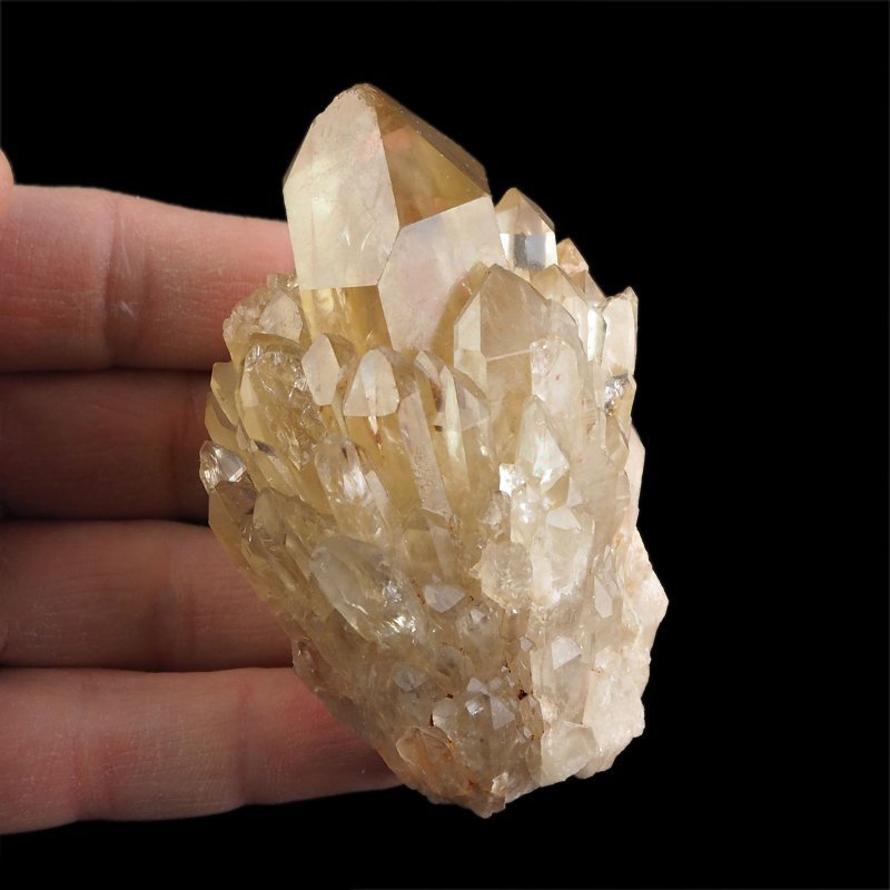 CYTRYN - 79 mm - KONGO