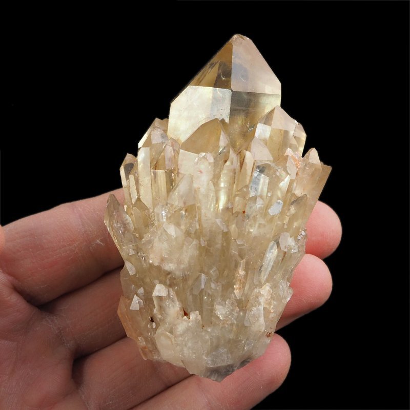 CYTRYN - 79 mm - KONGO