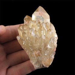 CYTRYN - 79 mm - KONGO