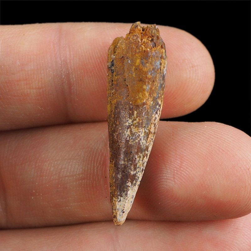 SKAMIENIAŁY ZĄB DINOZAURA Spinosaurus aegyptiacus - KREDA GÓRNA (CENOMAN) - ok. 95-100 mln lat