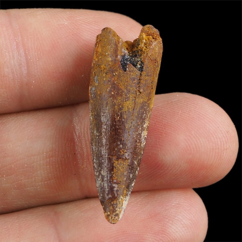 SKAMIENIAŁY ZĄB DINOZAURA Spinosaurus aegyptiacus - KREDA GÓRNA (CENOMAN) - ok. 95-100 mln lat