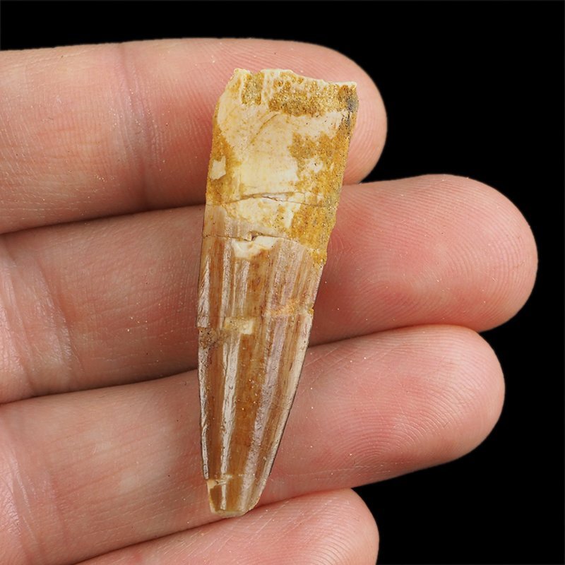 SKAMIENIAŁY ZĄB DINOZAURA Spinosaurus aegyptiacus - KREDA GÓRNA (CENOMAN) - ok. 95-100 mln lat