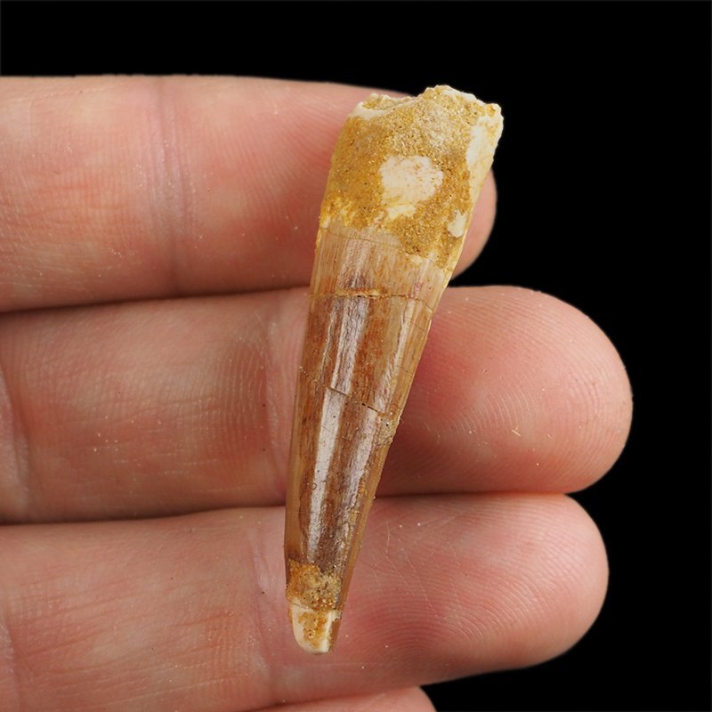 SKAMIENIAŁY ZĄB DINOZAURA Spinosaurus aegyptiacus - KREDA GÓRNA (CENOMAN) - ok. 95-100 mln lat