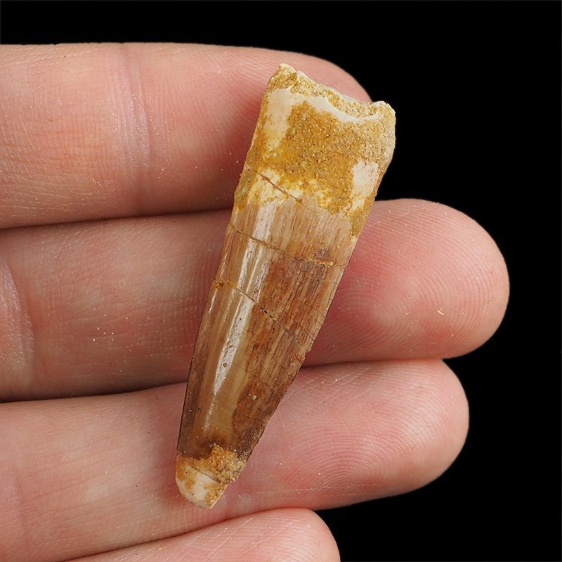 SKAMIENIAŁY ZĄB DINOZAURA Spinosaurus aegyptiacus - KREDA GÓRNA (CENOMAN) - ok. 95-100 mln lat