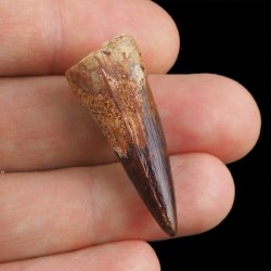 SKAMIENIAŁY ZĄB DINOZAURA Spinosaurus aegyptiacus - KREDA GÓRNA (CENOMAN) - ok. 95-100 mln lat