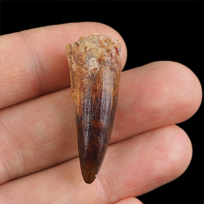 SKAMIENIAŁY ZĄB DINOZAURA Spinosaurus aegyptiacus - KREDA GÓRNA (CENOMAN) - ok. 95-100 mln lat