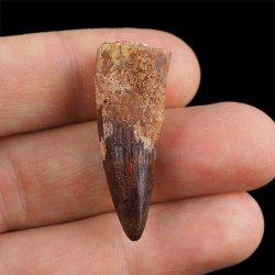 SKAMIENIAŁY ZĄB DINOZAURA Spinosaurus aegyptiacus - KREDA GÓRNA (CENOMAN) - ok. 95-100 mln lat