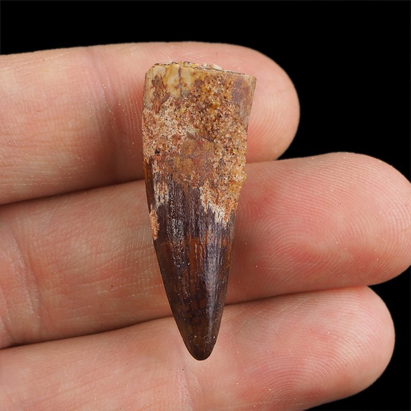 SKAMIENIAŁY ZĄB DINOZAURA Spinosaurus aegyptiacus - KREDA GÓRNA (CENOMAN) - ok. 95-100 mln lat