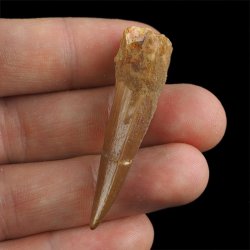 SKAMIENIAŁY ZĄB DINOZAURA Spinosaurus aegyptiacus - KREDA GÓRNA (CENOMAN) - ok. 95-100 mln lat