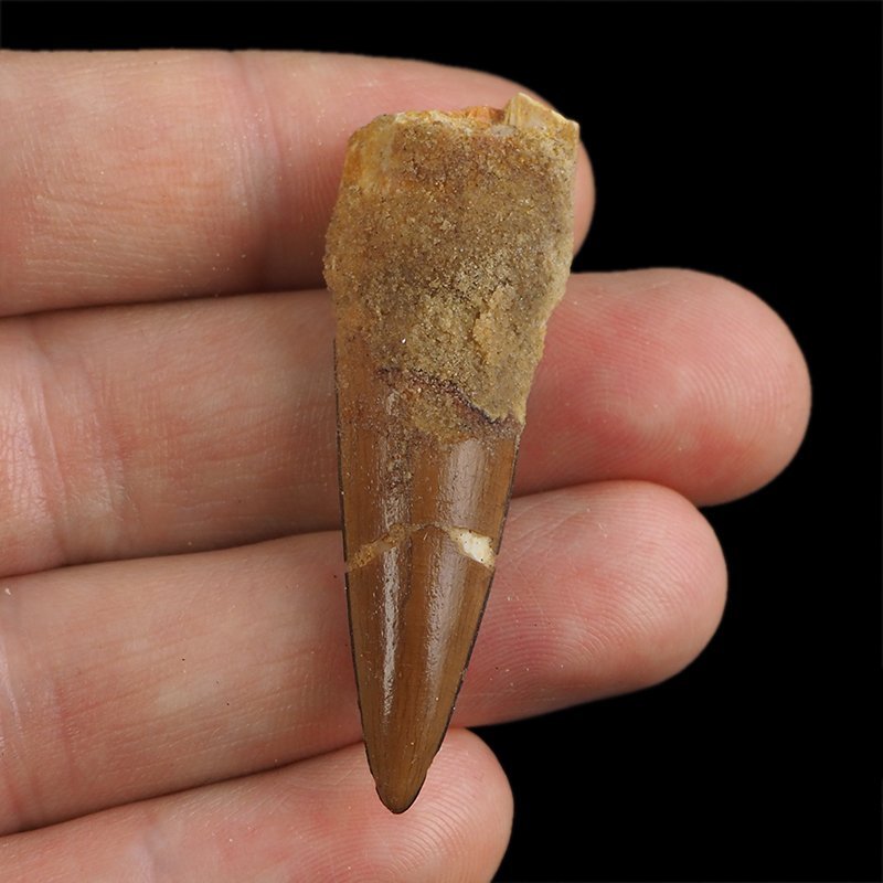 SKAMIENIAŁY ZĄB DINOZAURA Spinosaurus aegyptiacus - KREDA GÓRNA (CENOMAN) - ok. 95-100 mln lat