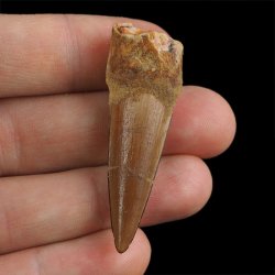 SKAMIENIAŁY ZĄB DINOZAURA Spinosaurus aegyptiacus - KREDA GÓRNA (CENOMAN) - ok. 95-100 mln lat