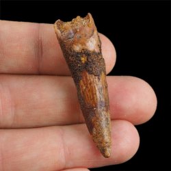 SKAMIENIAŁY ZĄB DINOZAURA Spinosaurus aegyptiacus - KREDA GÓRNA (CENOMAN) - ok. 95-100 mln lat