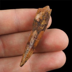 SKAMIENIAŁY ZĄB DINOZAURA Spinosaurus aegyptiacus - KREDA GÓRNA (CENOMAN) - ok. 95-100 mln lat