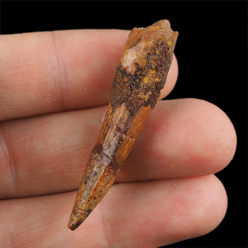 SKAMIENIAŁY ZĄB DINOZAURA Spinosaurus aegyptiacus - KREDA GÓRNA (CENOMAN) - ok. 95-100 mln lat