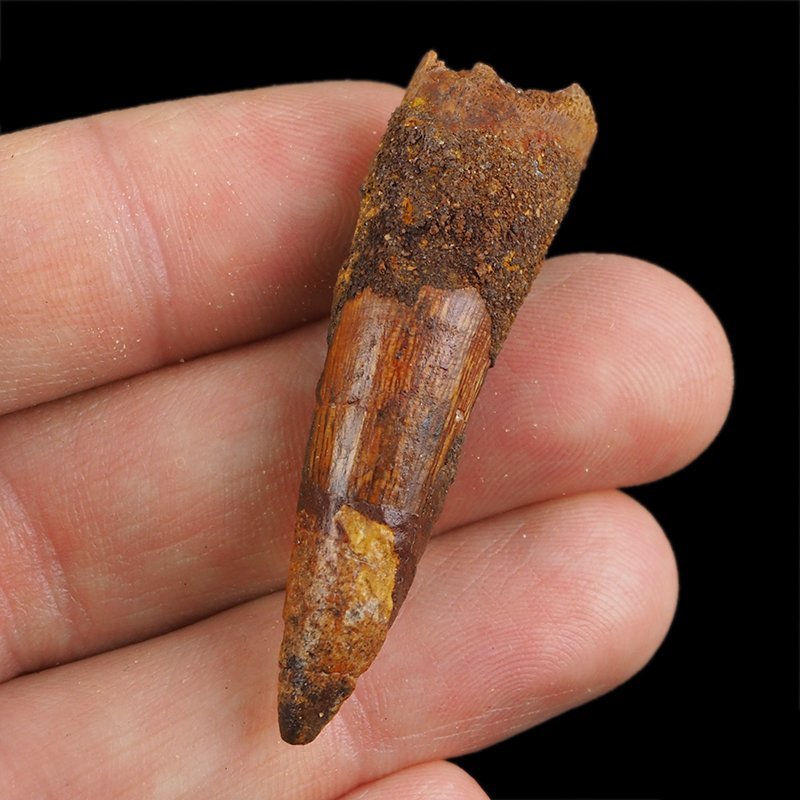 SKAMIENIAŁY ZĄB DINOZAURA Spinosaurus aegyptiacus - KREDA GÓRNA (CENOMAN) - ok. 95-100 mln lat