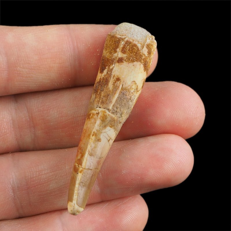 SKAMIENIAŁY ZĄB DINOZAURA Spinosaurus aegyptiacus - KREDA GÓRNA (CENOMAN) - ok. 95-100 mln lat