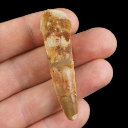 SKAMIENIAŁY ZĄB DINOZAURA Spinosaurus aegyptiacus - KREDA GÓRNA (CENOMAN) - ok. 95-100 mln lat