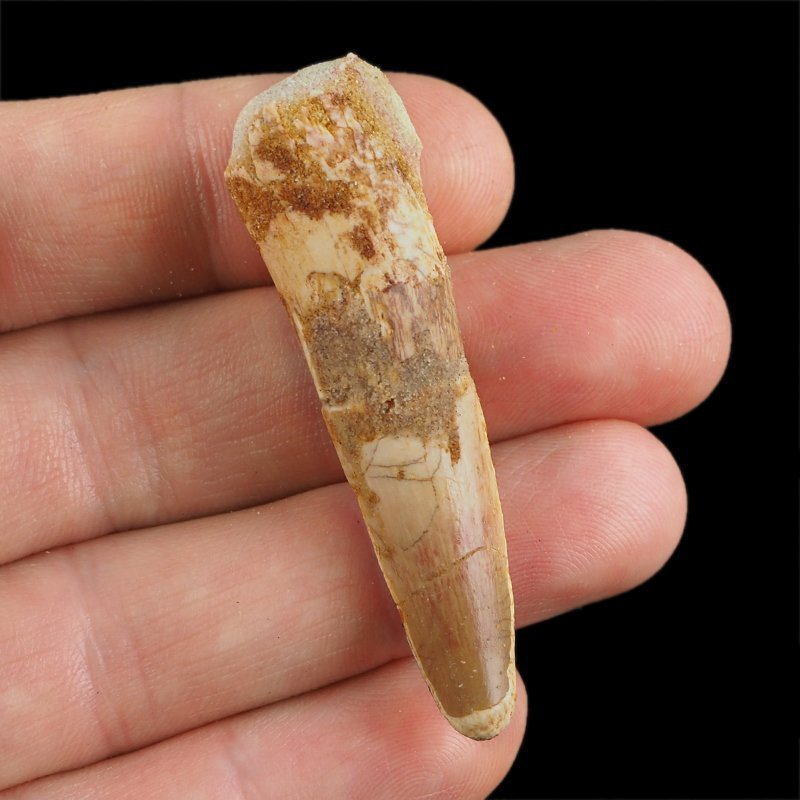 SKAMIENIAŁY ZĄB DINOZAURA Spinosaurus aegyptiacus - KREDA GÓRNA (CENOMAN) - ok. 95-100 mln lat