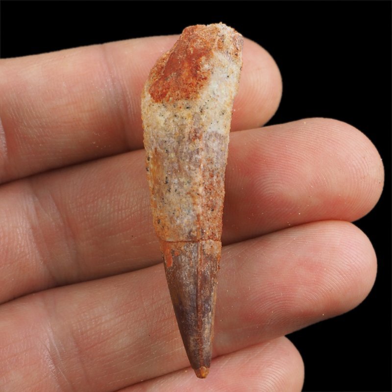 SKAMIENIAŁY ZĄB DINOZAURA Spinosaurus aegyptiacus - KREDA GÓRNA (CENOMAN) - ok. 95-100 mln lat