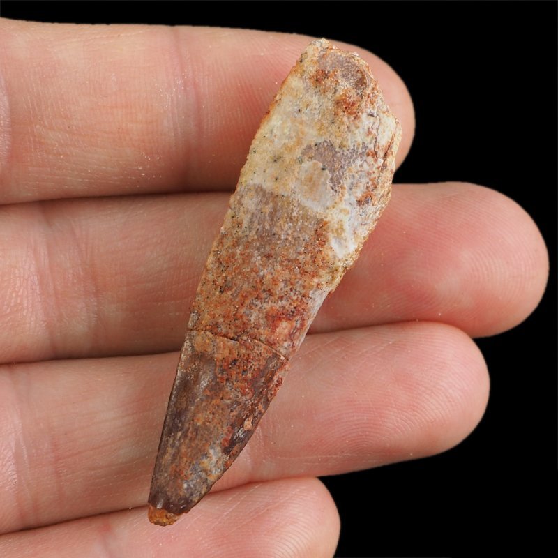 SKAMIENIAŁY ZĄB DINOZAURA Spinosaurus aegyptiacus - KREDA GÓRNA (CENOMAN) - ok. 95-100 mln lat