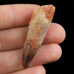 SKAMIENIAŁY ZĄB DINOZAURA Spinosaurus aegyptiacus - KREDA GÓRNA (CENOMAN) - ok. 95-100 mln lat