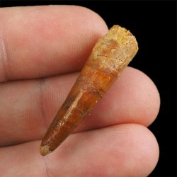 SKAMIENIAŁY ZĄB DINOZAURA Spinosaurus aegyptiacus - KREDA GÓRNA (CENOMAN) - ok. 95-100 mln lat